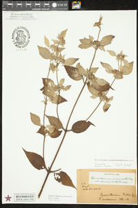 Pycnanthemum pycnanthemoides image