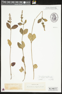 Scutellaria elliptica image