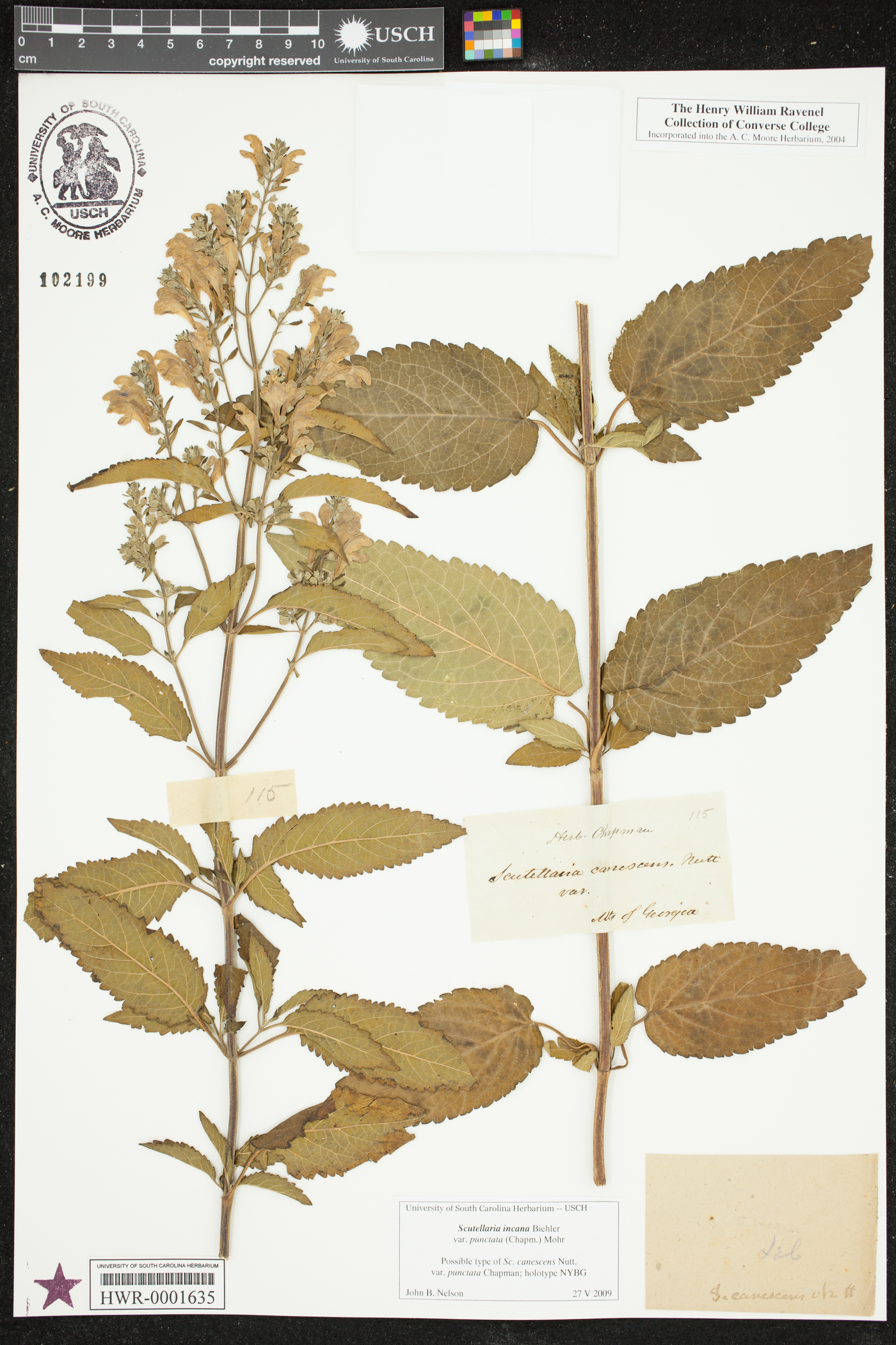 Scutellaria incana var. punctata image