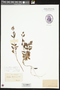 Stachys floridana image