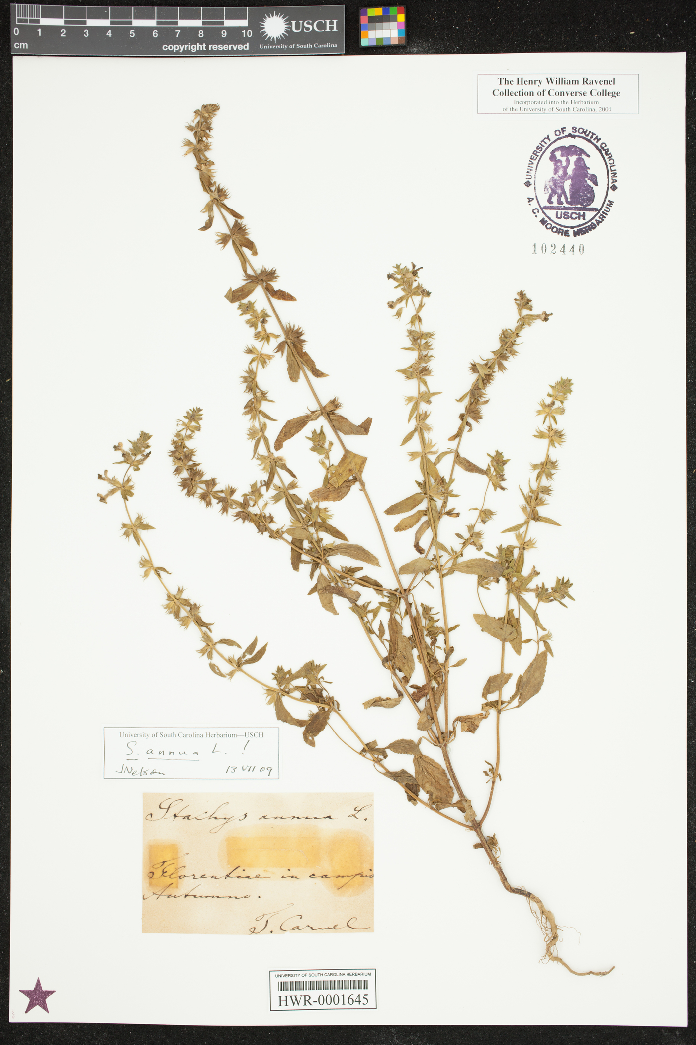 Stachys annua image