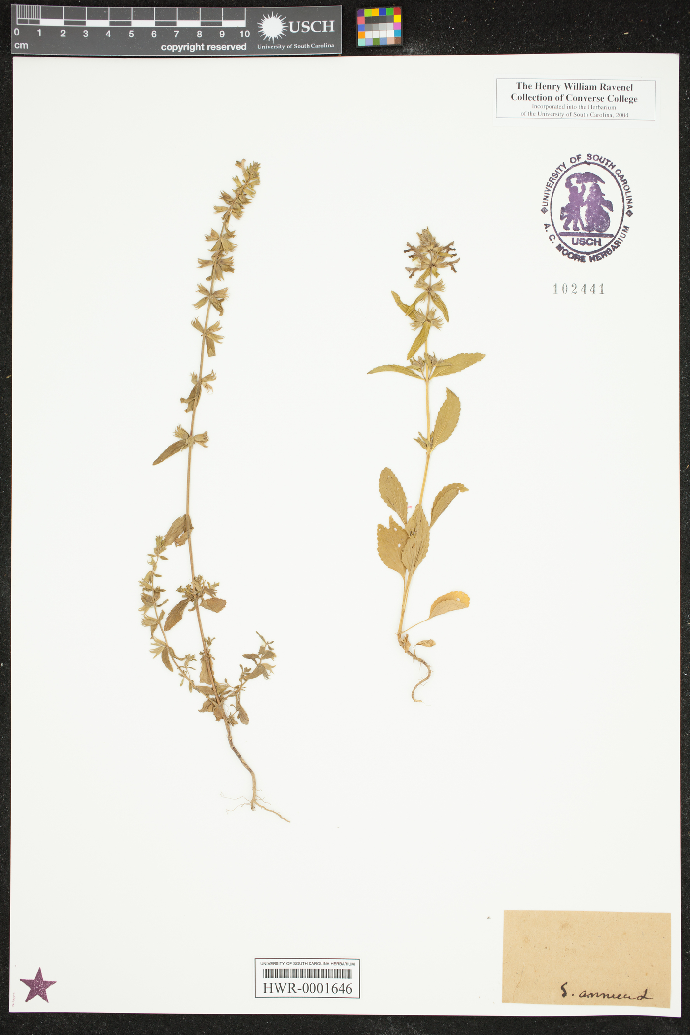 Stachys annua image