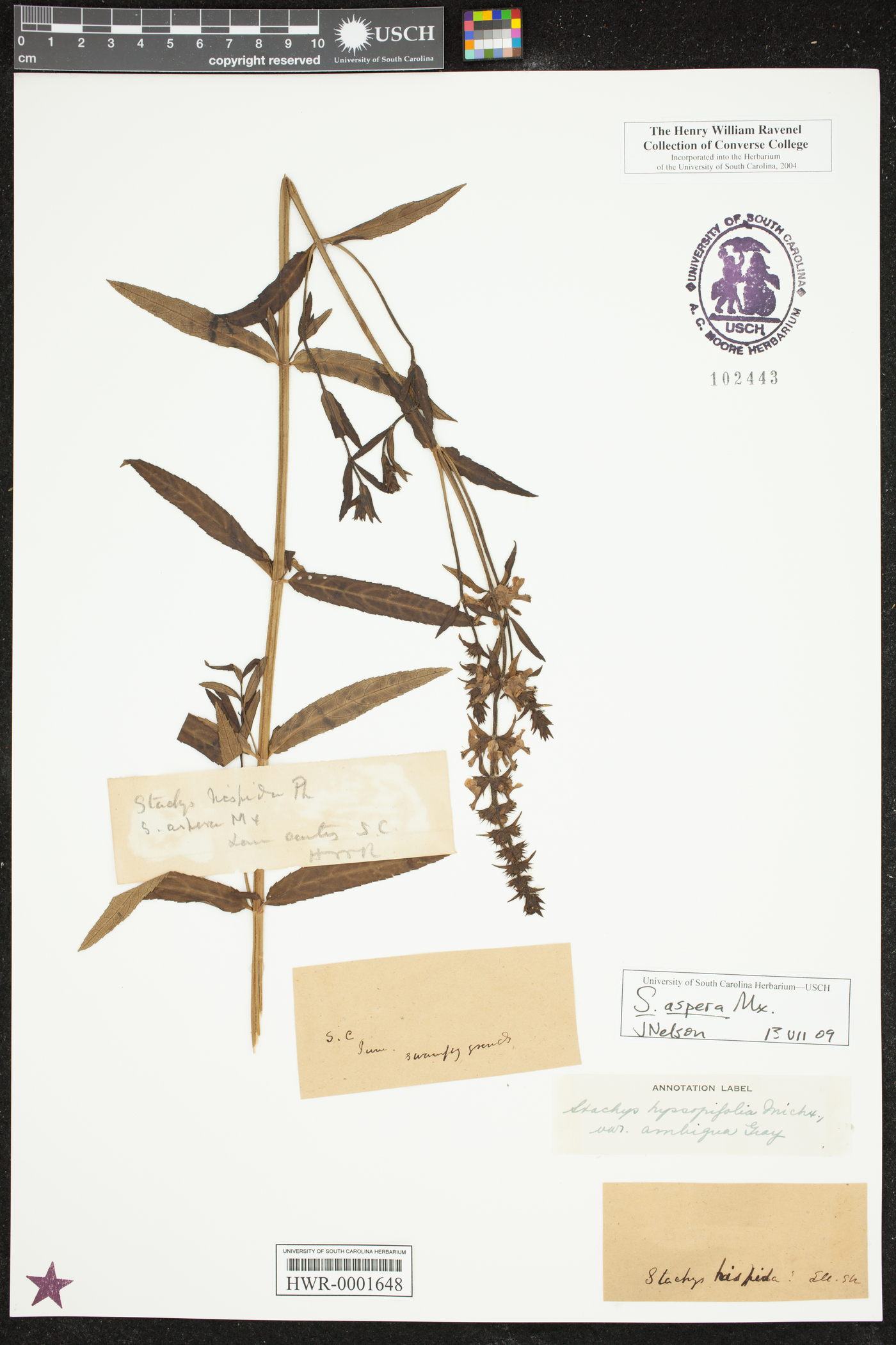 Stachys aspera image