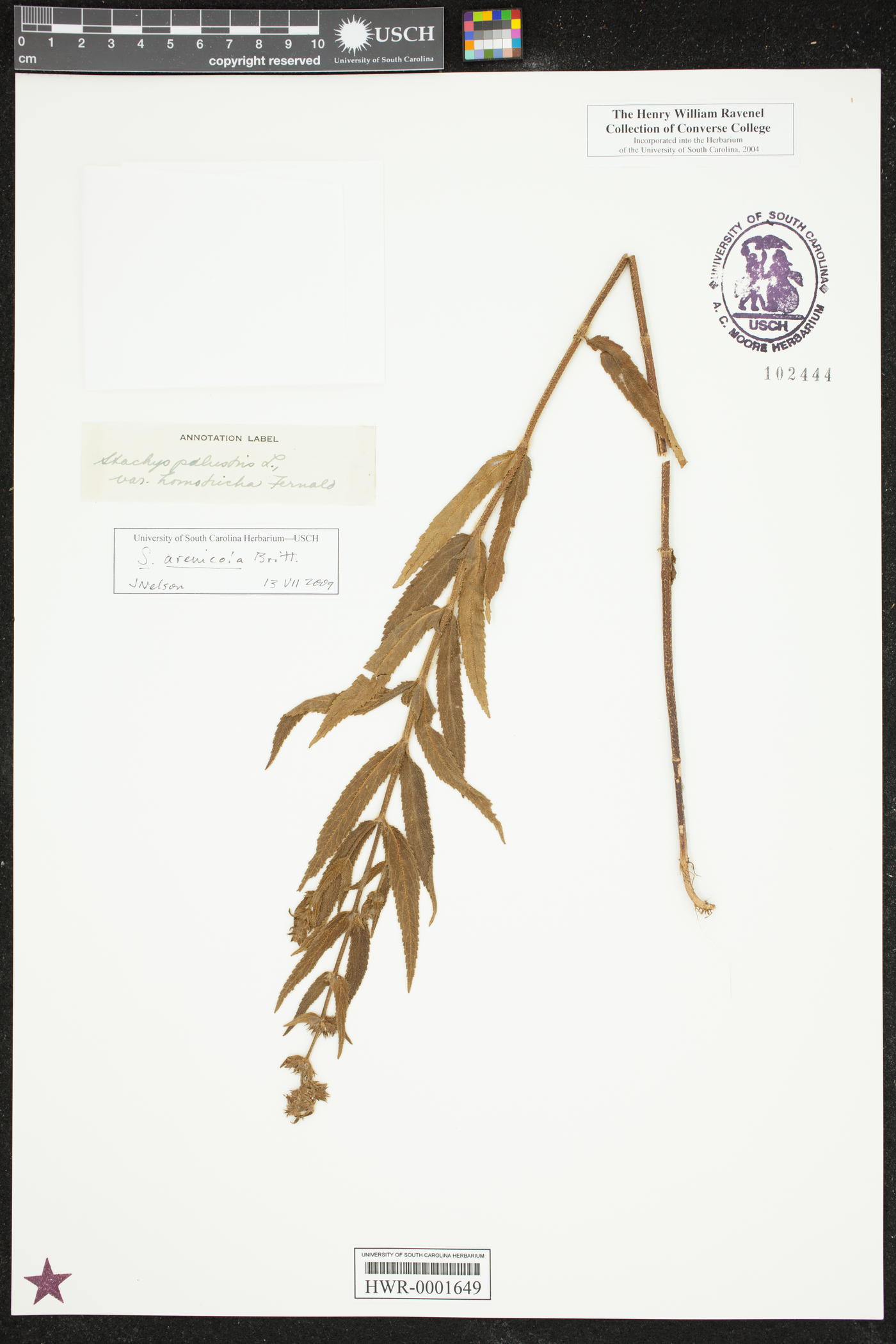 Stachys arenicola image