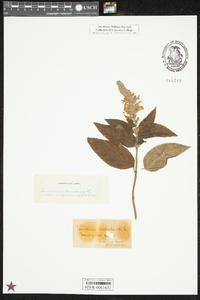 Teucrium canadense var. canadense image