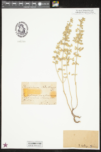 Teucrium botrys image