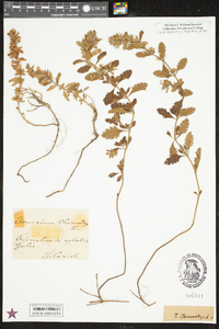 Teucrium chamaedrys image