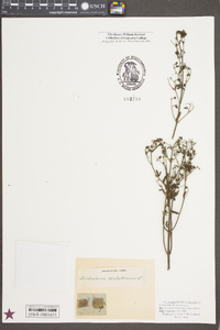 Trichostema dichotomum image