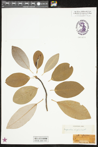 Magnolia virginiana image