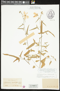 Kosteletzkya pentacarpos var. smilacifolia image