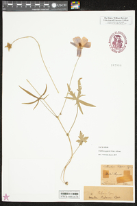 Callirhoe papaver image