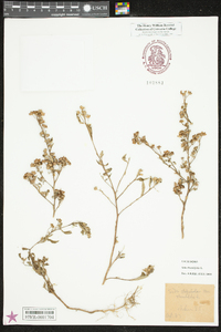 Sida rhombifolia image