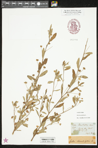 Sida rhombifolia image