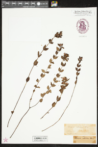 Rhexia petiolata image