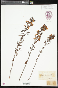 Rhexia lutea image