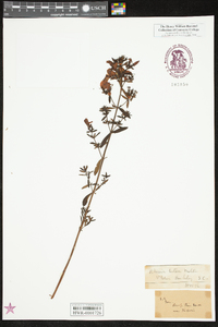 Rhexia lutea image