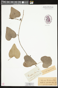 Nephroia carolina image