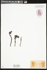 Hypopitys monotropa image