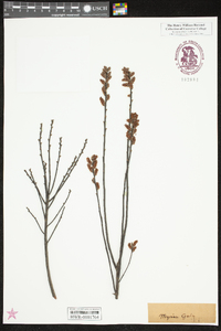 Myrica gale image