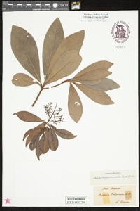 Ardisia escallonioides image