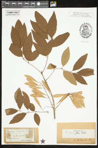 Fraxinus caroliniana image