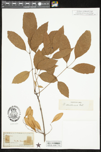 Fraxinus caroliniana image