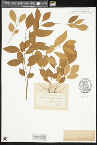 Fraxinus caroliniana image