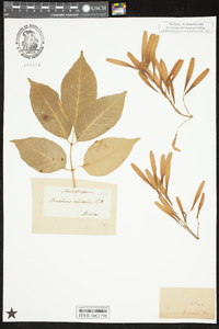 Fraxinus viridis image