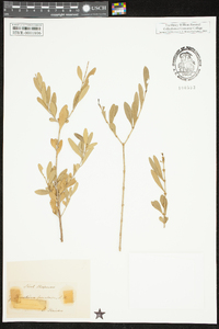 Forestiera segregata var. segregata image