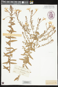 Oenothera heterophylla image