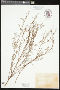 Ludwigia linearis image