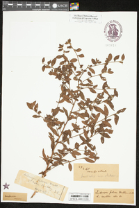 Ludwigia pilosa image