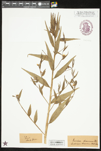 Ludwigia decurrens image