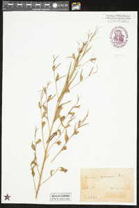 Ludwigia decurrens image