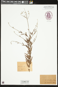 Oenothera filiformis image