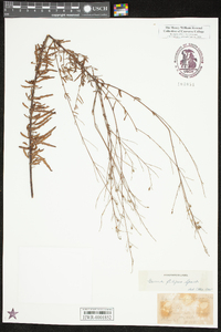 Oenothera filipes image