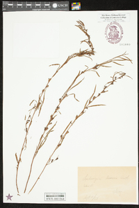 Ludwigia linearis image