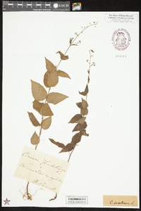 Circaea canadensis image