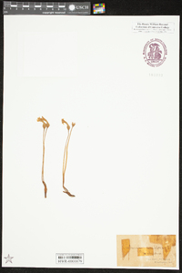 Orobanche uniflora image