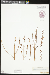 Epifagus virginiana image