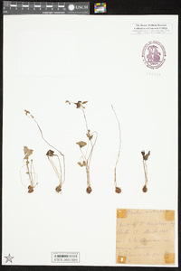 Oxalis violacea image