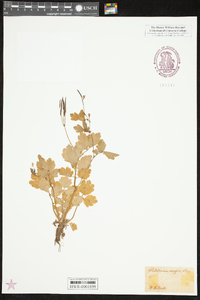 Chelidonium majus image