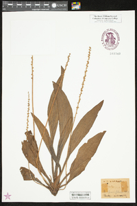 Plantago sparsiflora image