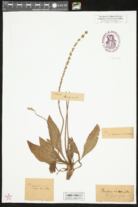 Plantago sparsiflora image