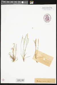 Plantago maritima subsp. ciliata image