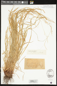 Carex debilis var. rudgei image