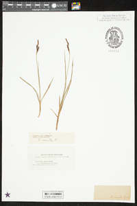 Carex nigra image