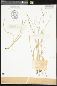 Carex jamesii image