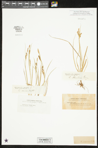 Carex aurea image