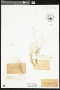 Carex eburnea image